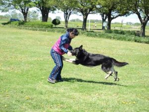 犬と遊ぶ女性